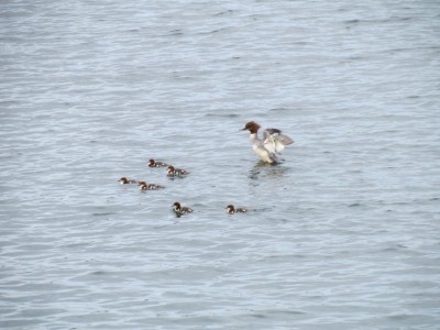 Smergo maggiore F con piccoli